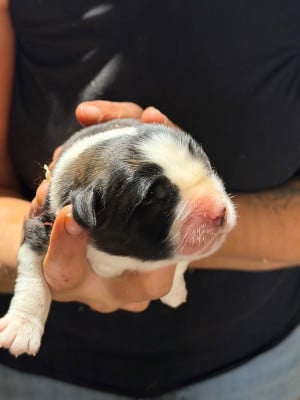 Les chiots de Chien du Saint-Bernard