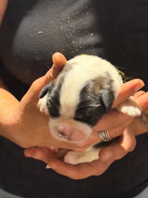 Les chiots de Chien du Saint-Bernard