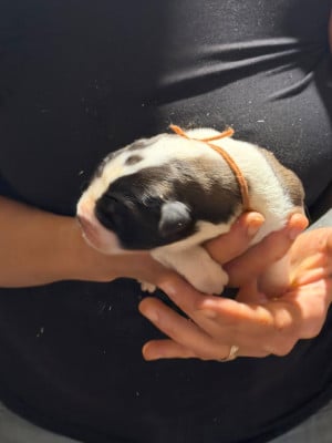 Les chiots de Chien du Saint-Bernard