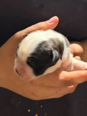 Les chiots de Chien du Saint-Bernard