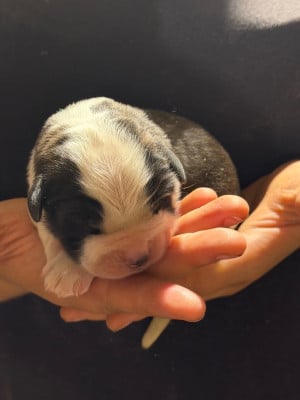 Les chiots de Chien du Saint-Bernard