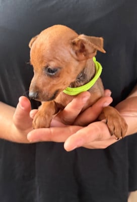 Les chiots de Pinscher nain
