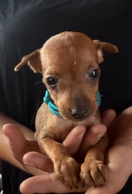 Les chiots de Pinscher nain
