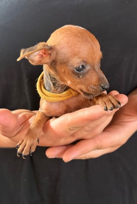 Les chiots de Pinscher nain
