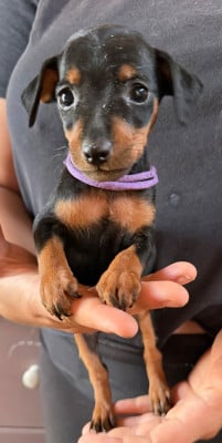 Les chiots de Pinscher nain