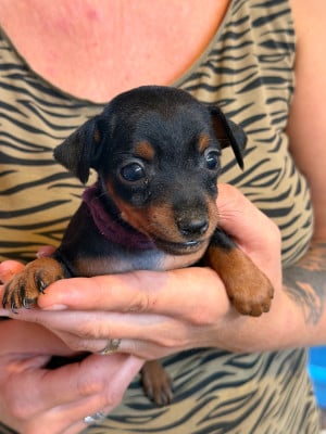 Les chiots de Pinscher nain