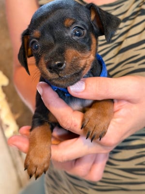 Les chiots de Pinscher nain