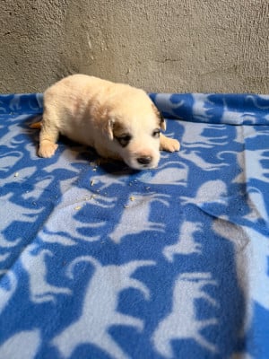 Les chiots de Chien de Montagne des Pyrenees