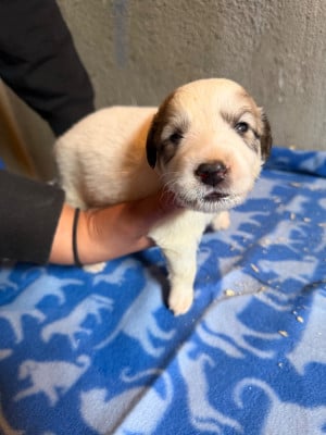 Les chiots de Chien de Montagne des Pyrenees