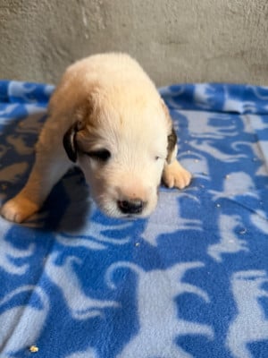 Les chiots de Chien de Montagne des Pyrenees