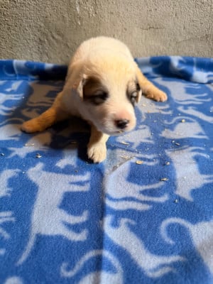 Les chiots de Chien de Montagne des Pyrenees