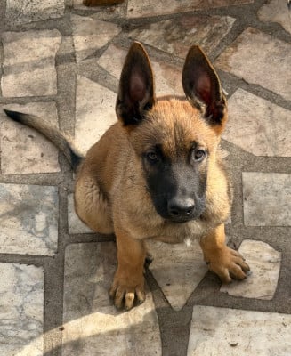 Les chiots de Berger Belge
