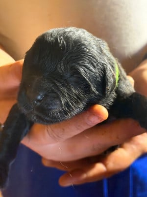 Les chiots de Terre-neuve