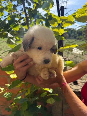 Les chiots de Chien de Montagne des Pyrenees