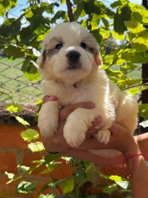 Les chiots de Chien de Montagne des Pyrenees