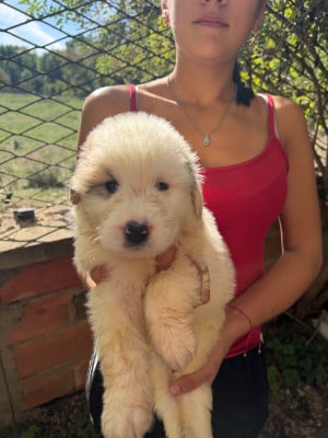 Les chiots de Chien de Montagne des Pyrenees