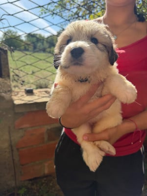 Les chiots de Chien de Montagne des Pyrenees