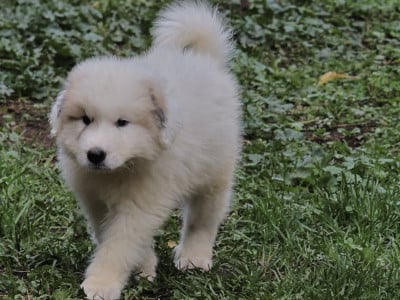 Les chiots de Chien de Montagne des Pyrenees