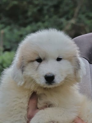 Les chiots de Chien de Montagne des Pyrenees
