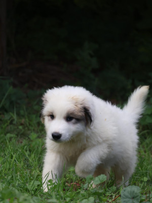 Les chiots de Chien de Montagne des Pyrenees