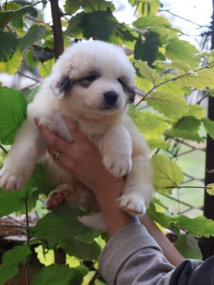 Chien de Montagne des Pyrenees