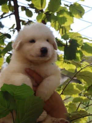 Chiot collier bleu - Chien de Montagne des Pyrenees