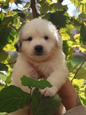 Chiot collier marron - Chien de Montagne des Pyrenees
