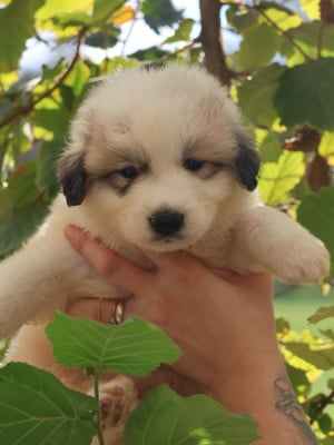 Chiot collier noir - Chien de Montagne des Pyrenees