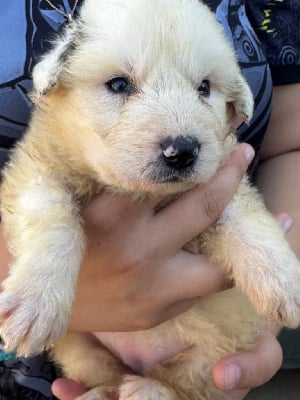 Les chiots de Chien de Montagne des Pyrenees