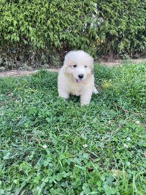 Les chiots de Chien de Montagne des Pyrenees