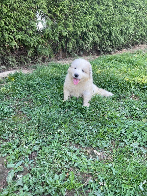 Les chiots de Chien de Montagne des Pyrenees
