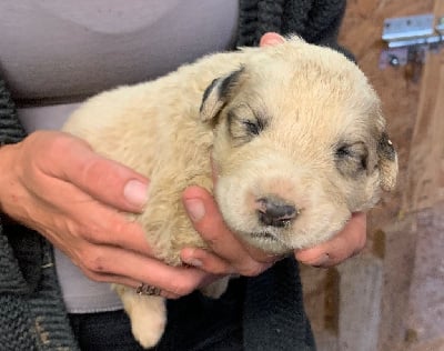 Les chiots de Chien de Montagne des Pyrenees