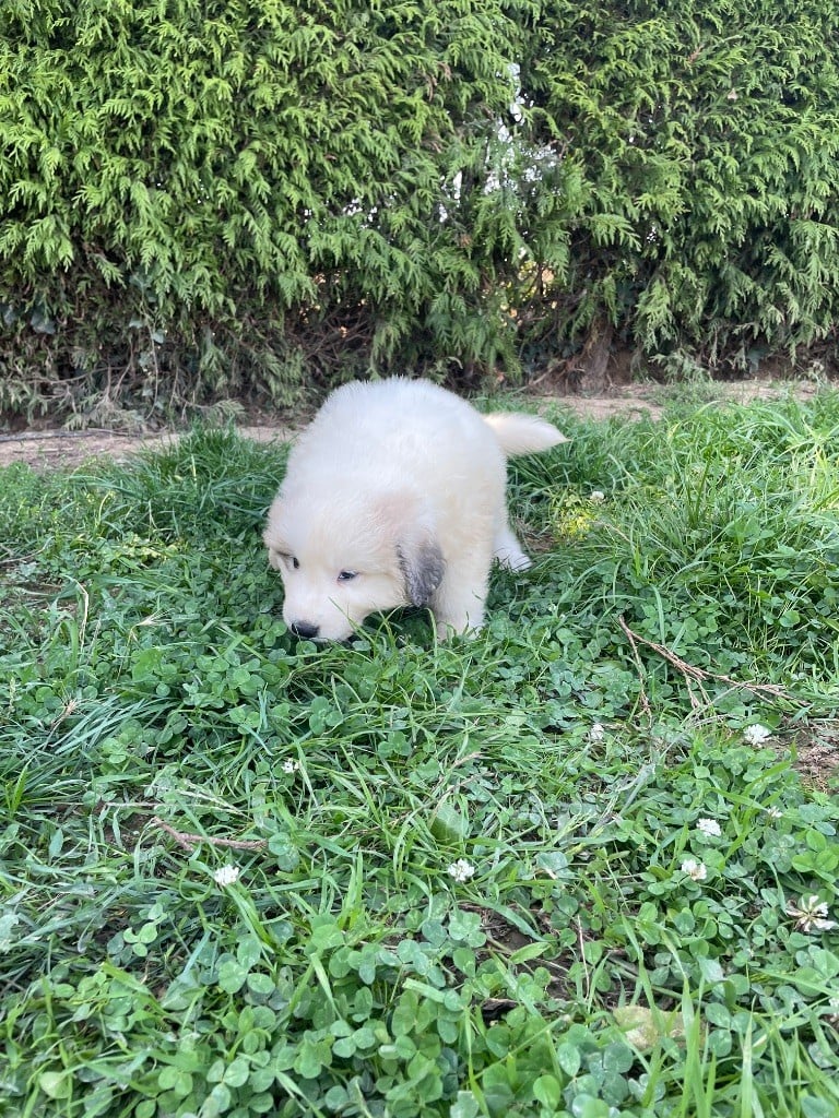A'Thabor collier violet