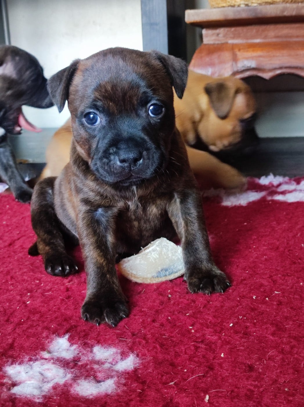 Beetlejuice Brindle Gosth