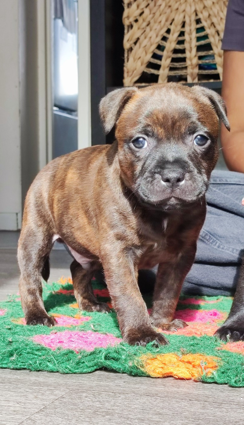 Beetlejuice Brindle Gosth