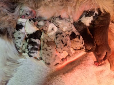 Les chiots de Berger Australien