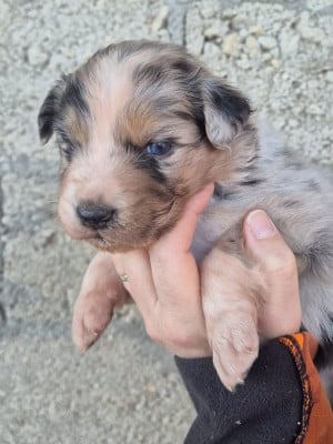 Les chiots de Berger Australien