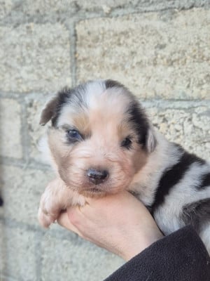 Les chiots de Berger Australien