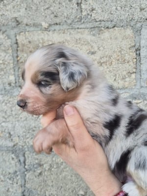Les chiots de Berger Australien
