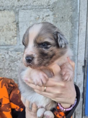 Les chiots de Berger Australien
