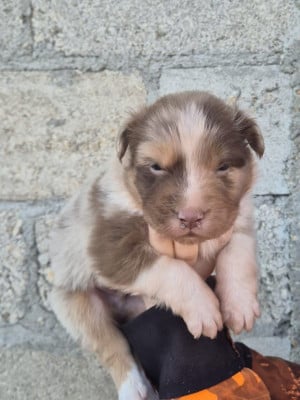 Les chiots de Berger Australien