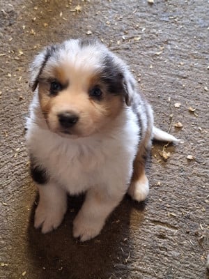 Les chiots de Berger Australien