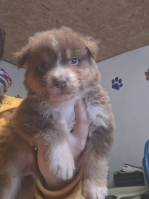 Les chiots de Berger Australien