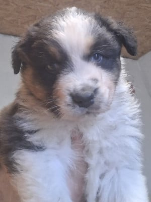 Les chiots de Berger Australien