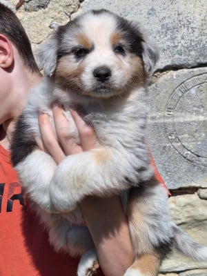 Les chiots de Berger Australien
