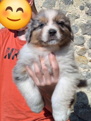 Les chiots de Berger Australien