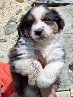 Les chiots de Berger Australien