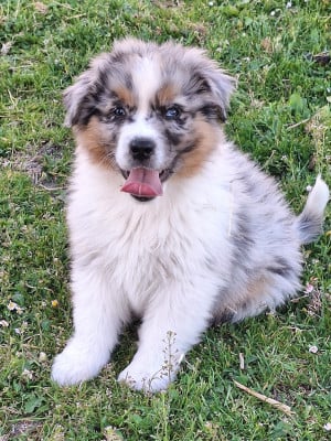 Les chiots de Berger Australien