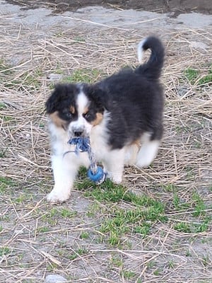 Les chiots de Berger Australien