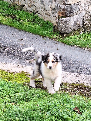 Les chiots de Berger Australien